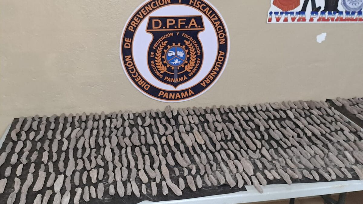Inusual carga: Pepinos de mar disecados sorprenden en operativo de Aduanas en Chiriquí