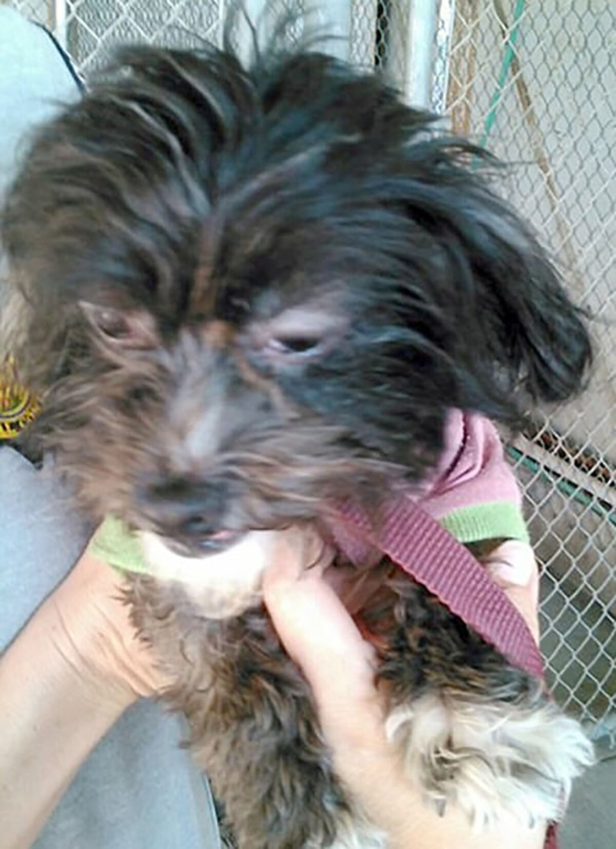 Los 13 hermanos cautivos por sus padres solo se bañaban dos veces al año