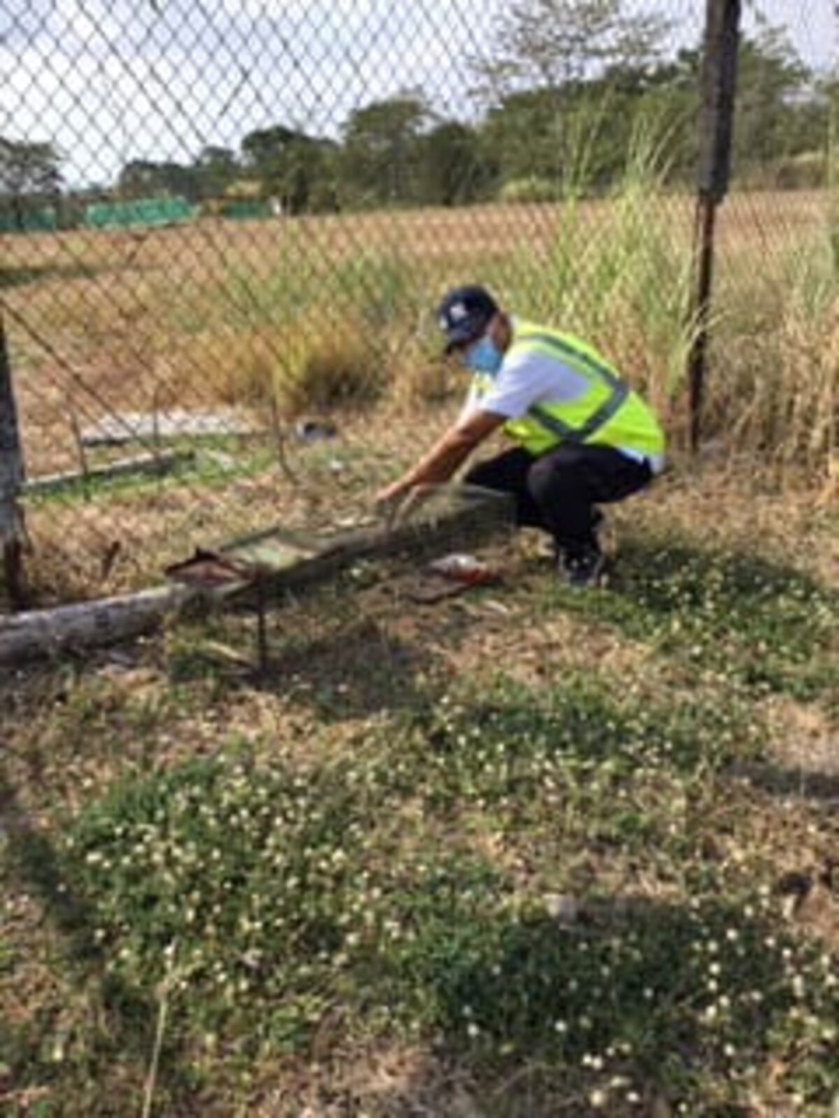 Remueven nidos de aves en el aeropuerto de Tocumen para evitar futuros accidentes