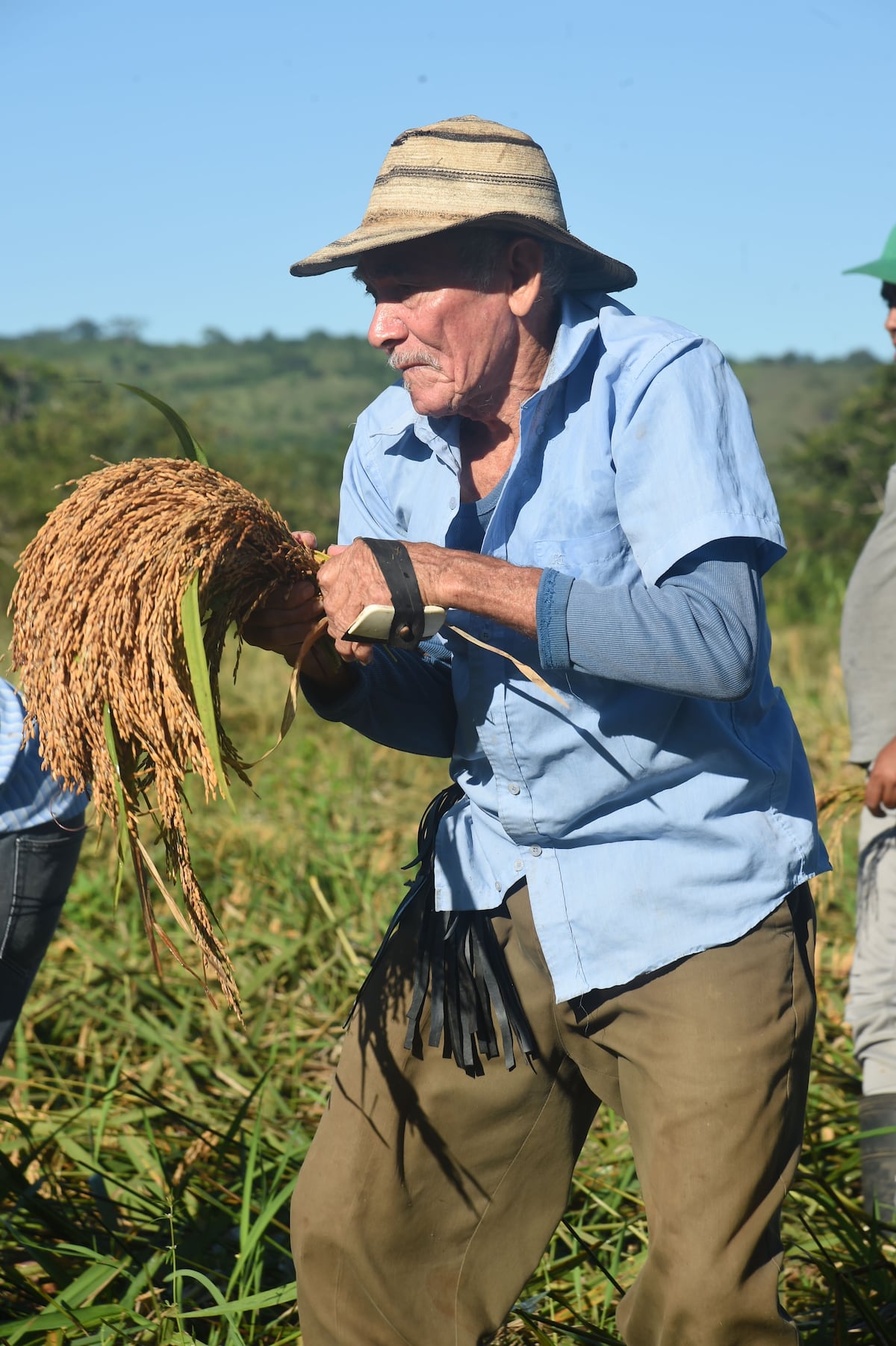 La corta de arroz, una tradición de nuestra campiña 