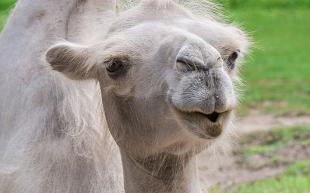 Camello se escapa de un circo y 'joroba' el tránsito en la autopista| VIDEO