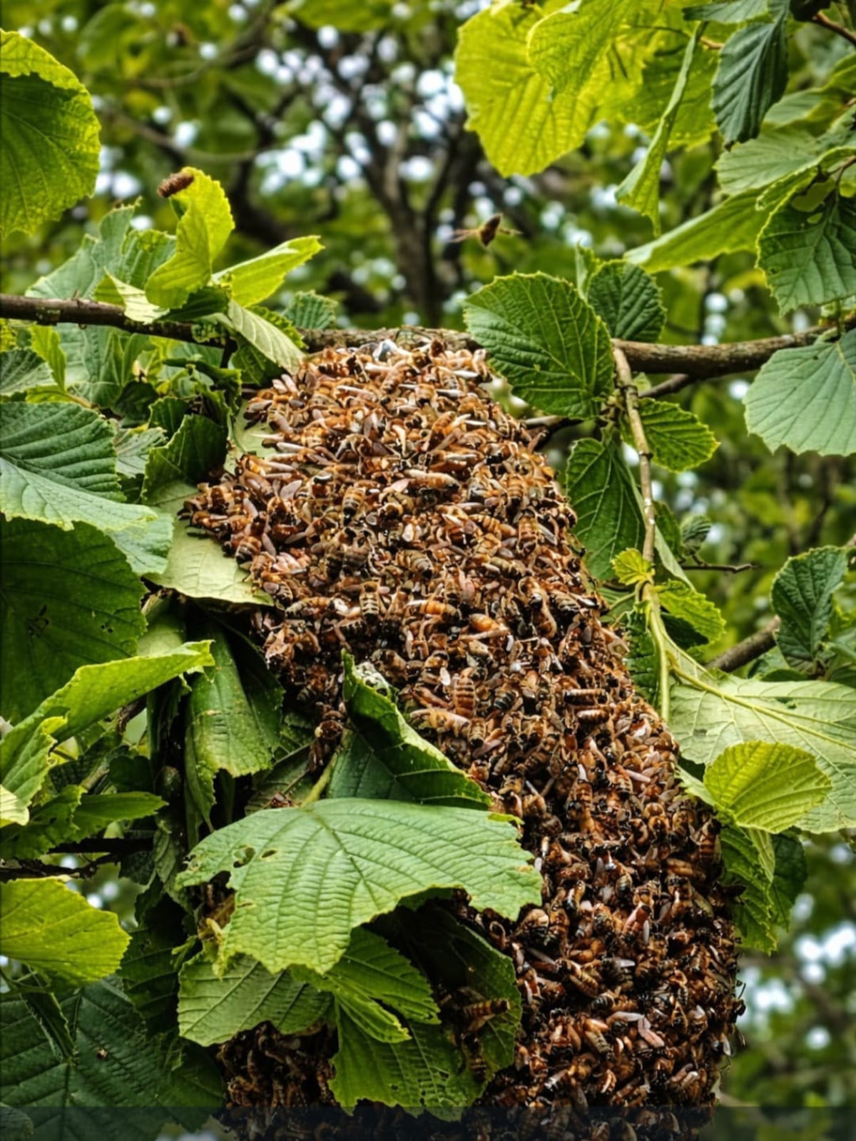 Cuidado con las abejas: Se registran más de 3,800 casos de ataques. Así puedes evitar ser atacado