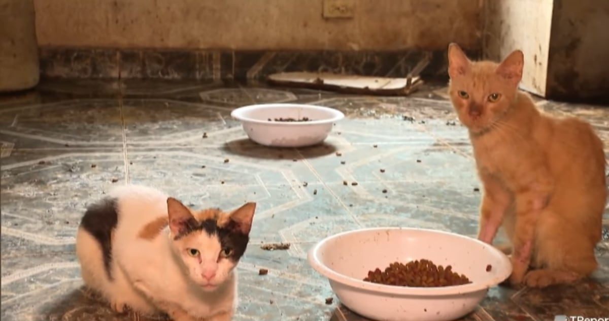 La casa del terror de los gatos. 150 animales rescatados en condiciones horribles 