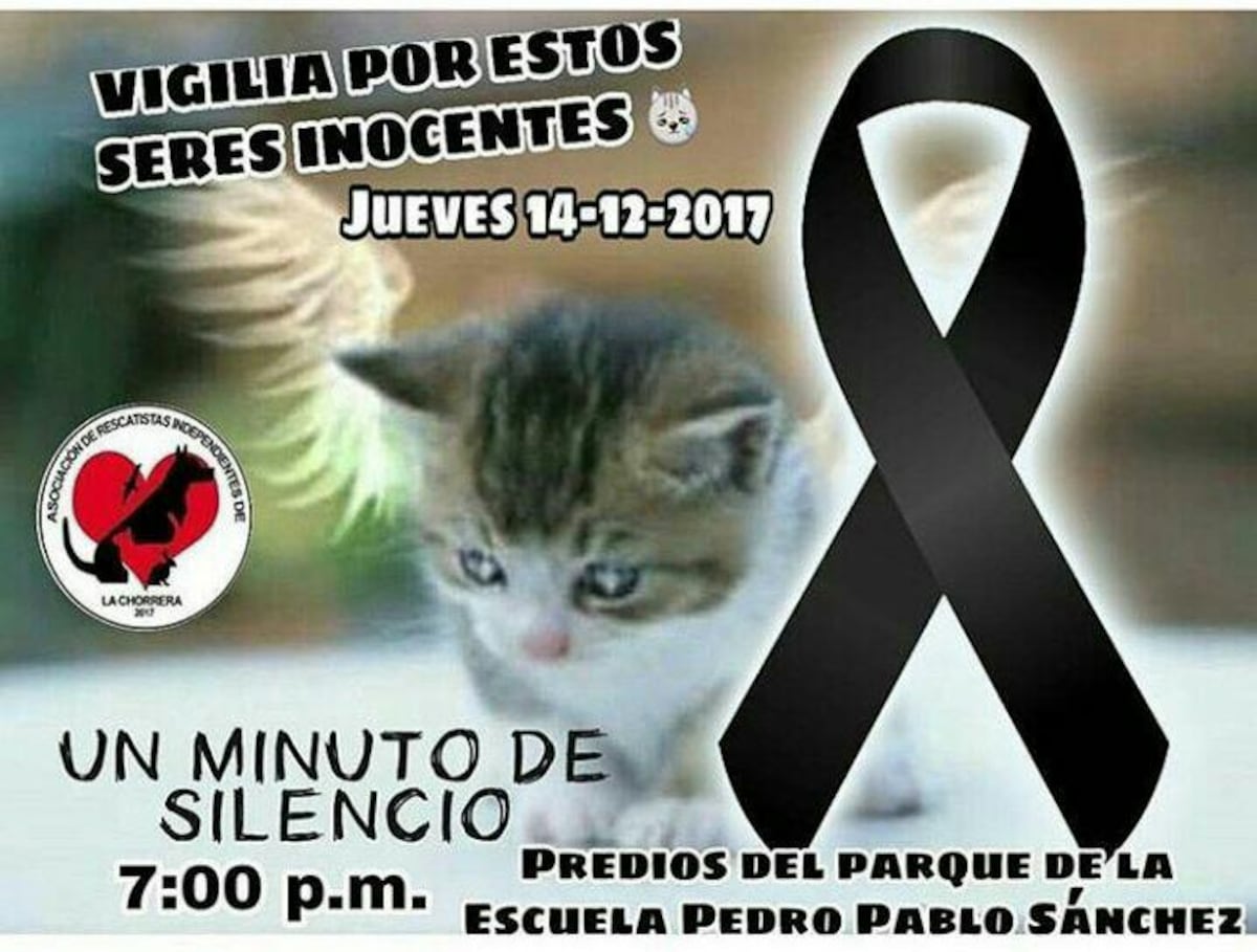 Fiscalía de adolescentes inicia investigación por caso de los gatitos quemados