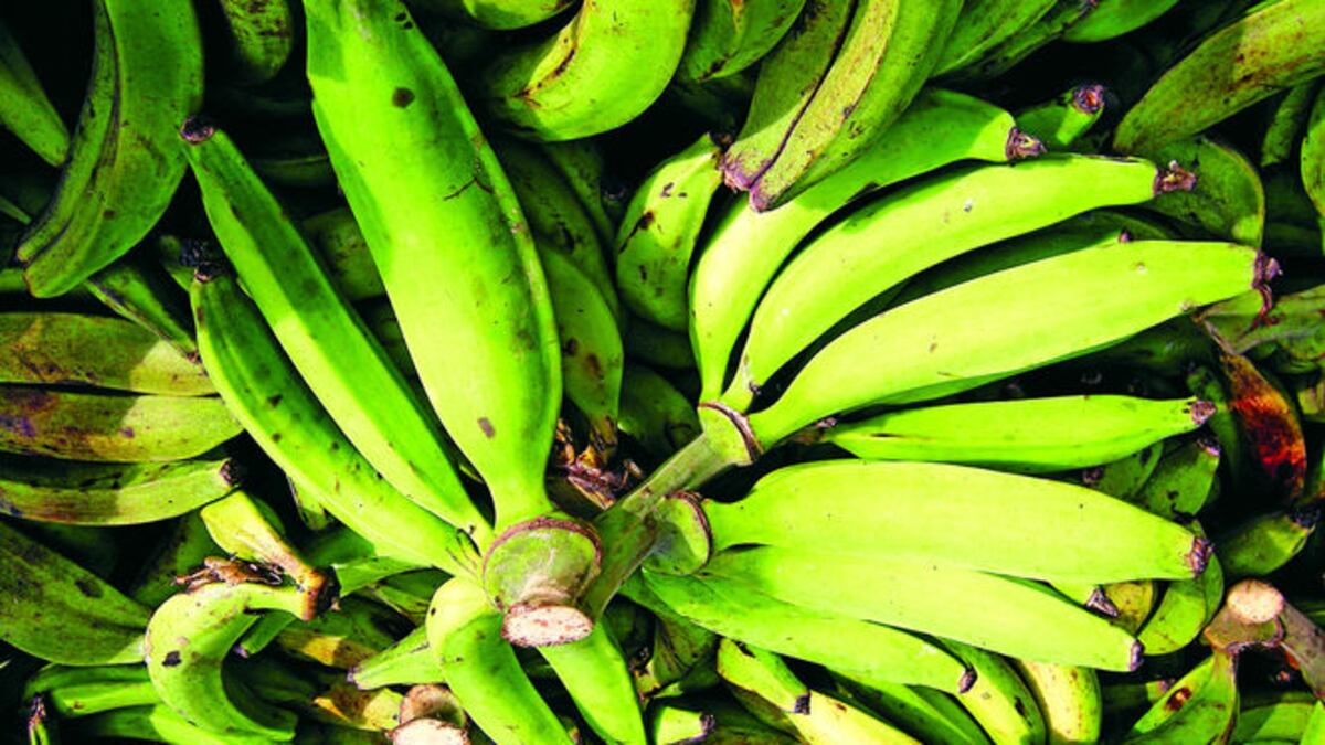 Exportación de banano dejó 200 millones en divisa