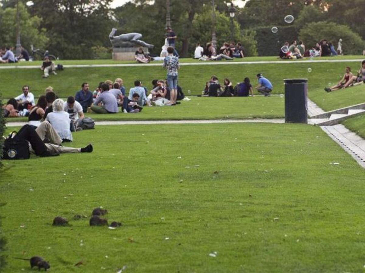 ¡Uyyy! París, la 'Ciudad del amor', está infestada de ratas