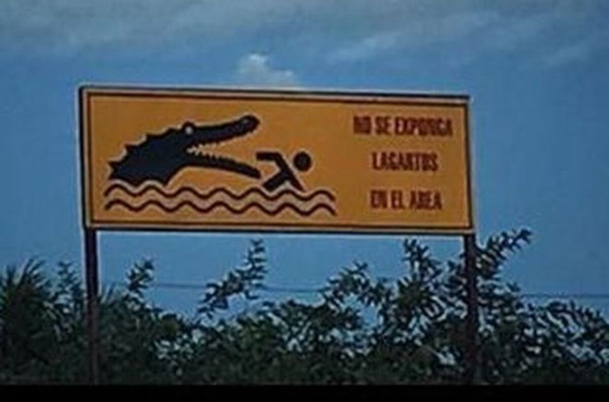 AY, DIOS|Presentador de TV advierte sobre más cocodrilos al acecho acá en Panamá