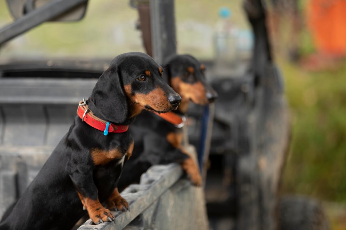 Operativos diarios para evitar el maltrato a las mascotas
