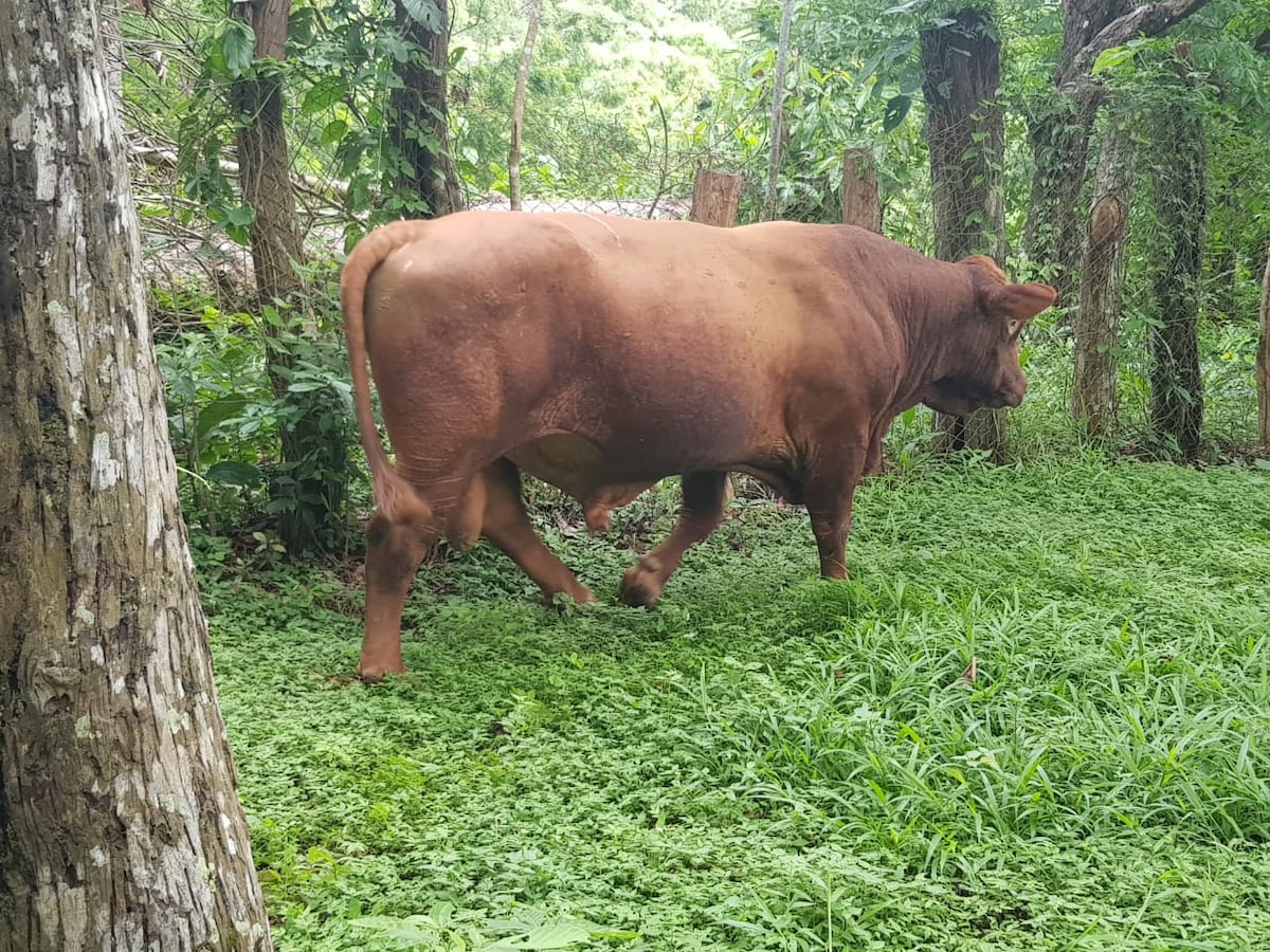 Cuatrerismo acaba con fuente de empleo en Panamá Oeste