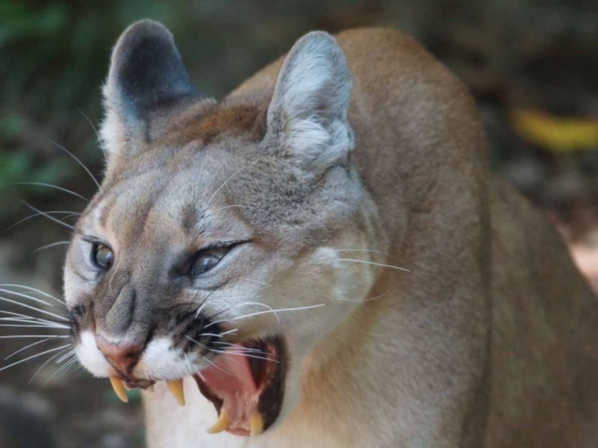 Puma ataca brutalmente a un niño; le mordió la cabeza