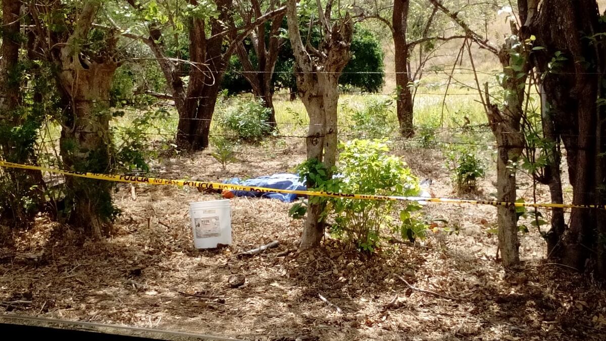 Abejas lo matan. Hombre hacía trabajos de apicultura en Natá