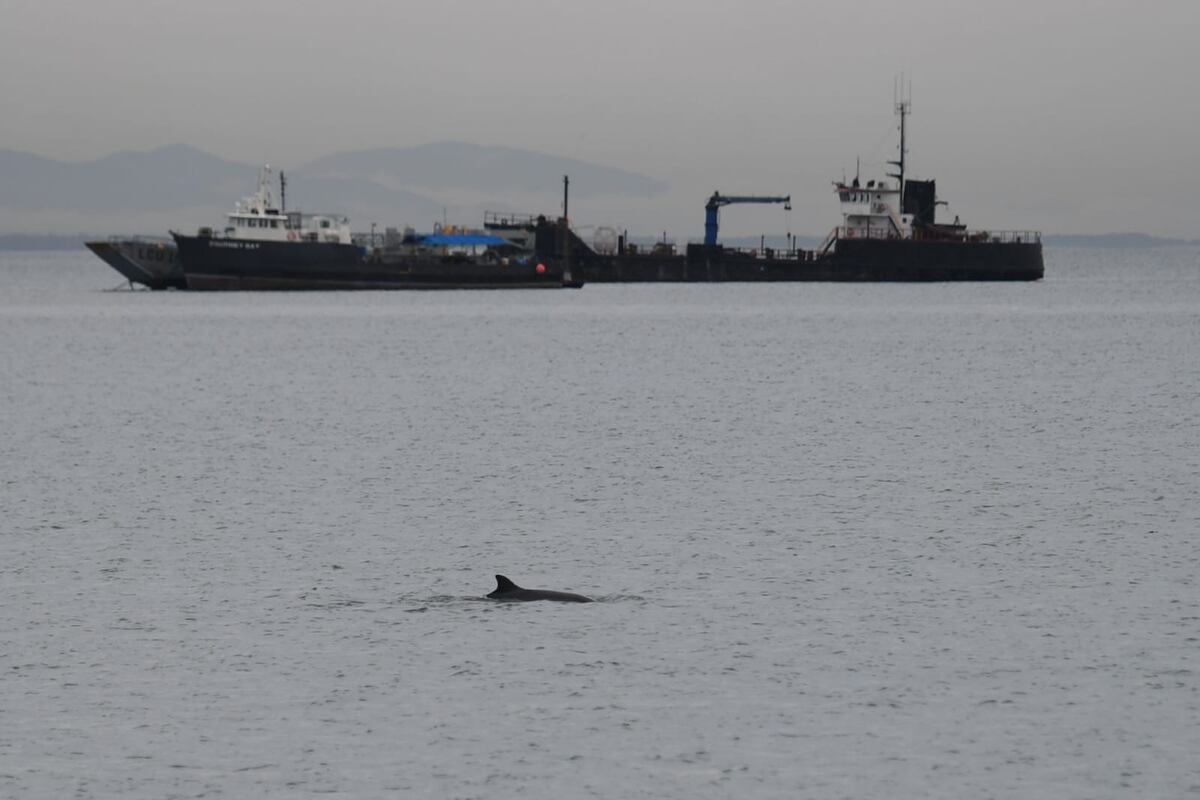 Familia de delfines causan revuelo en  la Calzada de Amador