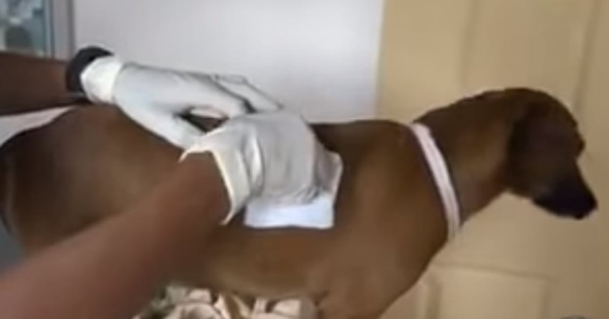 Asesinan a machetazos a dos perros en Colón. El agresor dio declaraciones. Video