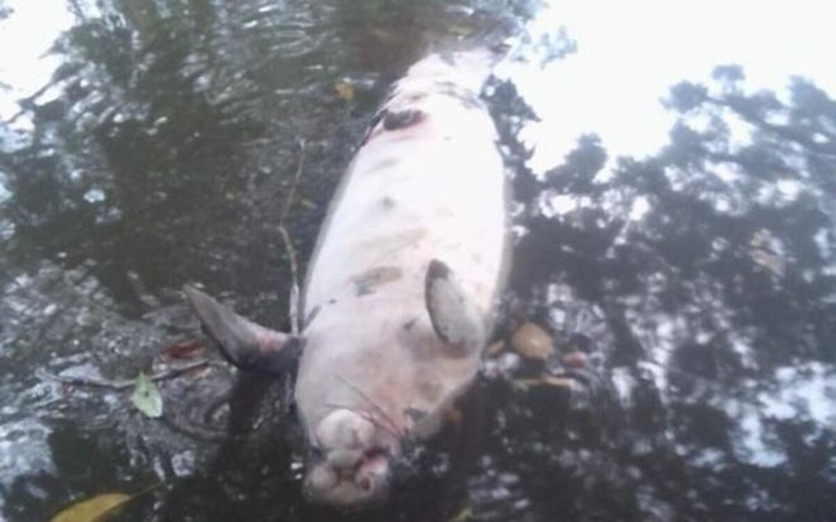 Está en peligro de extinción.Muere otro Manatí en área protegida en Changuinola