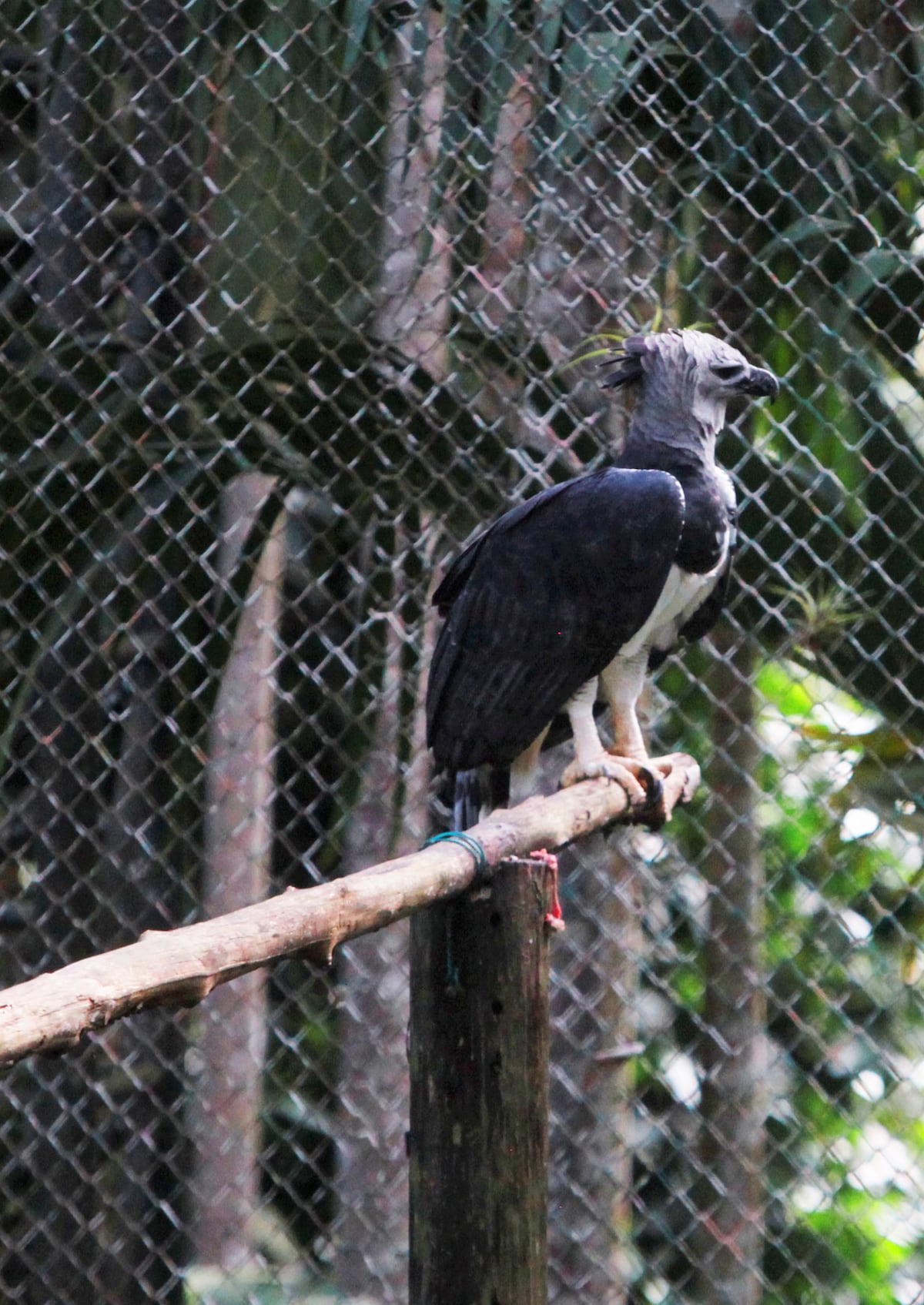 Vale hasta 500 mil dólares. El águila harpía, el ave emblema de Panamá traficada en el mercado negro