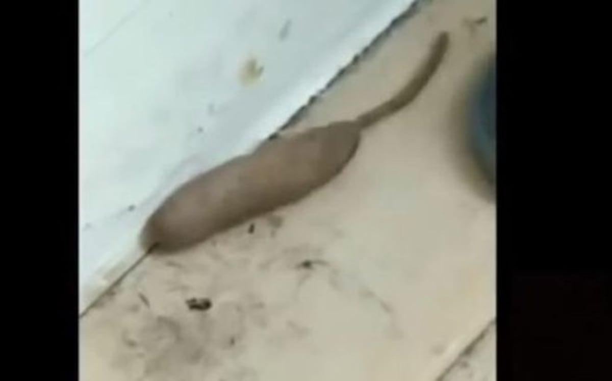 Un gusano rata causa temor y se vuelve viral en las redes (Video)