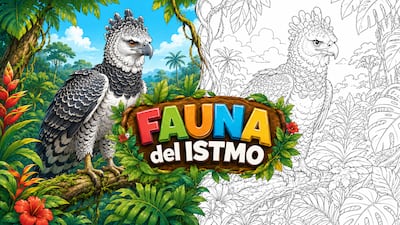 El águila harpía vuela en ‘Fauna del Istmo’: Mi Diario trae una lámina para colorear y aprender