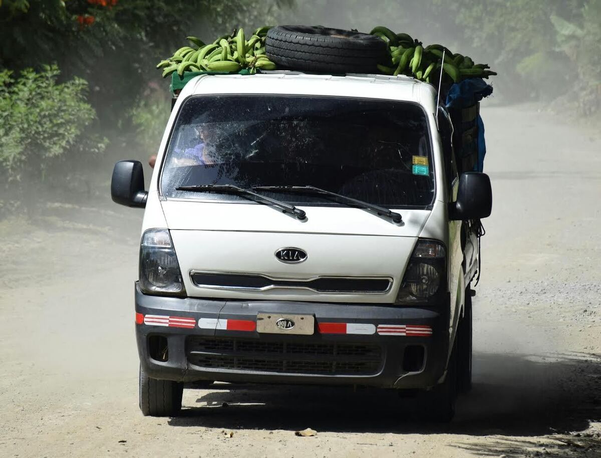 Contrabando de plátanos afecta a productores   