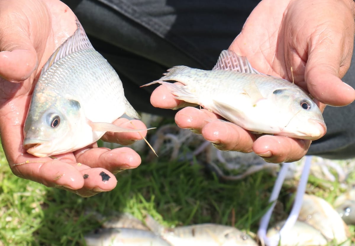 Panameños pueden comer con confianza tilapia de cultivo