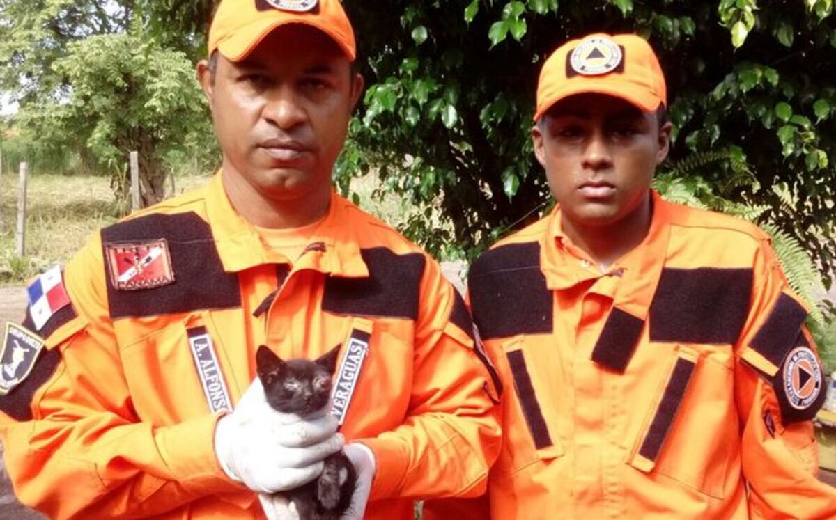 ¡QUÉ BUENO! Rescatan un gatito con problemas de visión en Veraguas | VIDEO