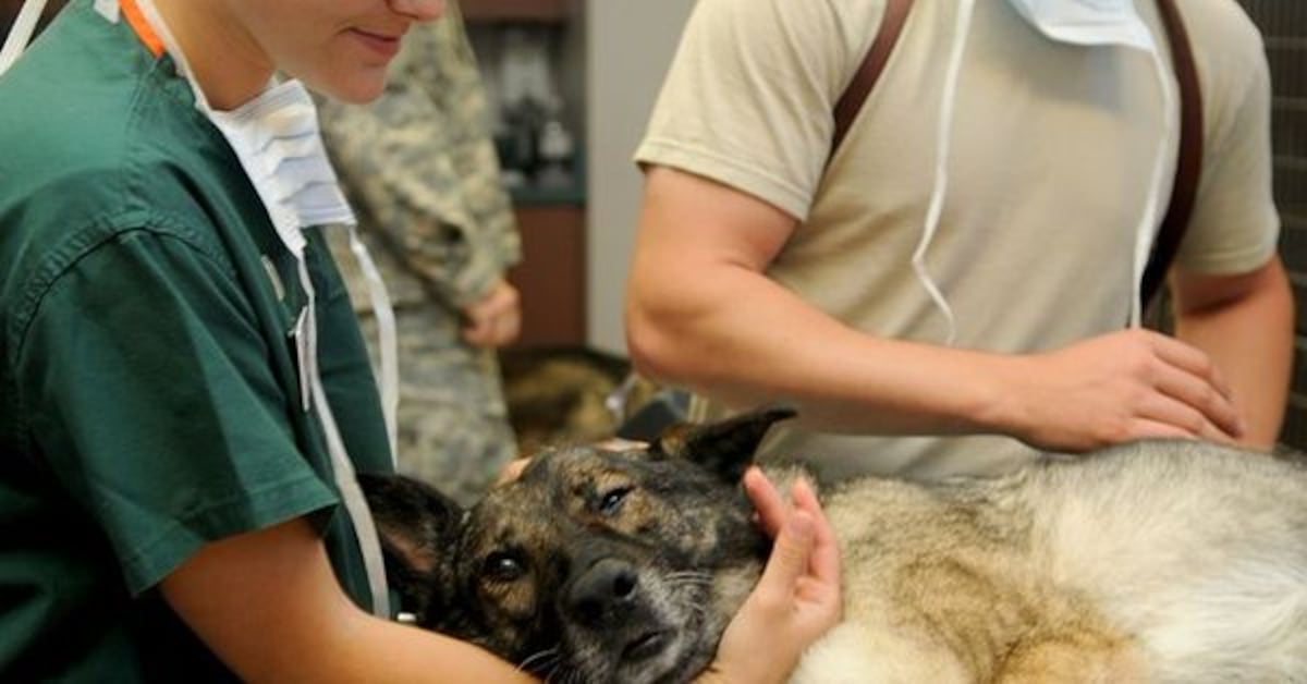 Veterinarios seguirán en paro y revelan que no revisarán las carnes para consumo