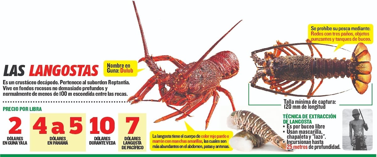 Como si fuera oro. Los gunas cuidan mucho la langosta