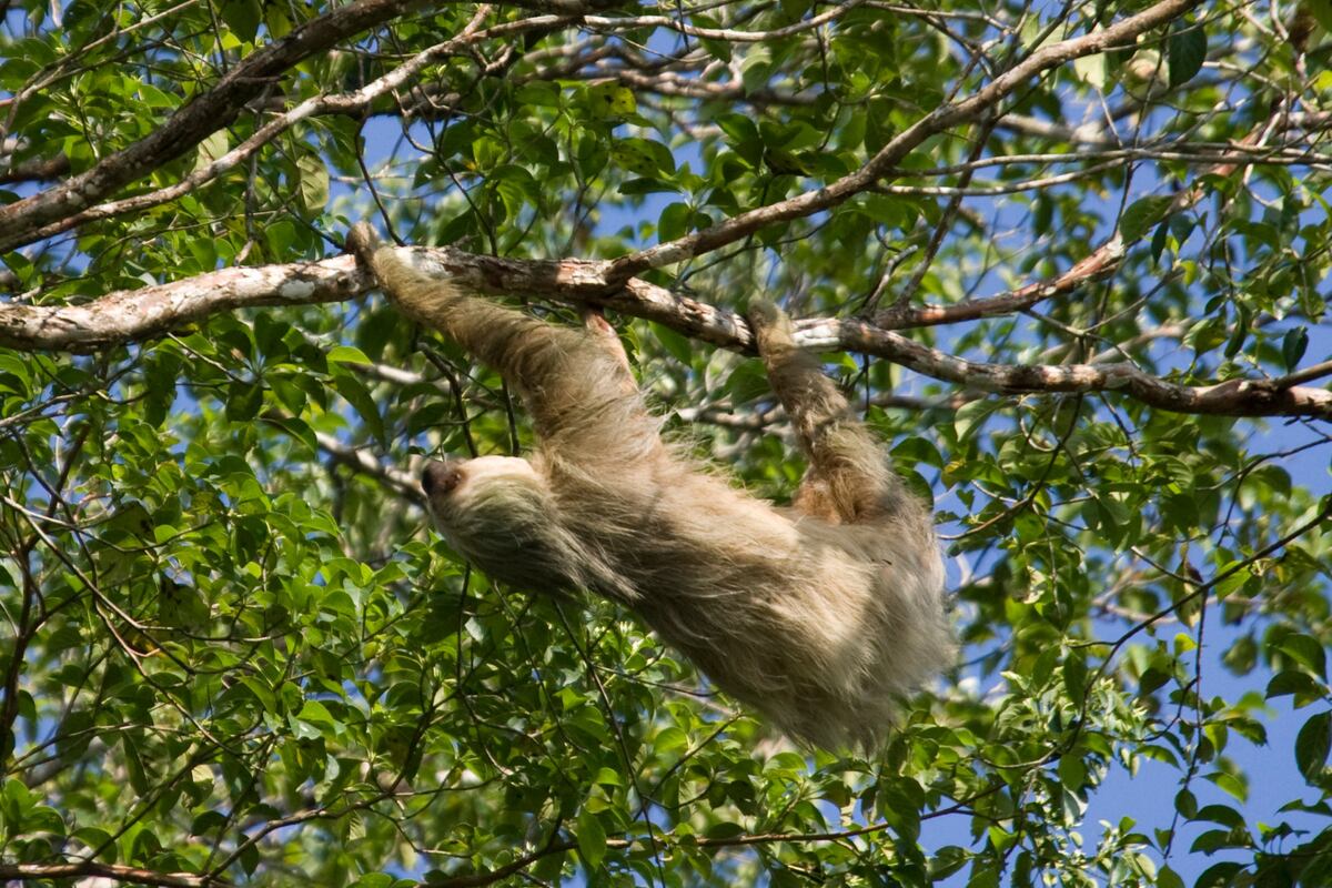 La riqueza natural que Panamá cuida con 18 parques
