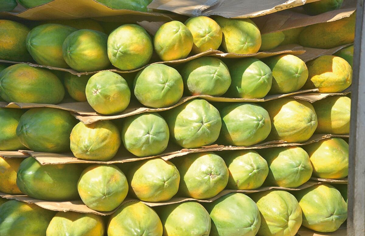La papaya. Un rubro prometedor que crece en exportación