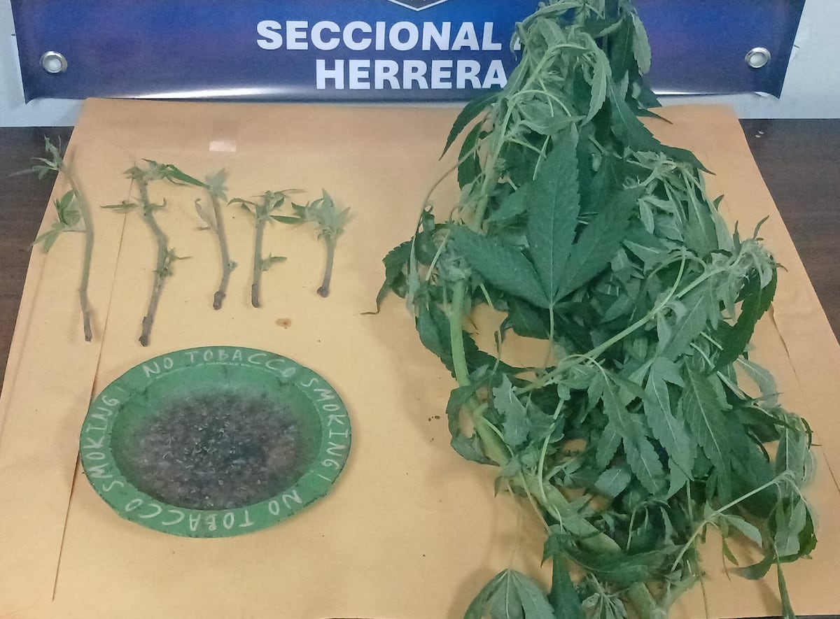 Policía arranca jardín ilegal de marihuana en Herrera