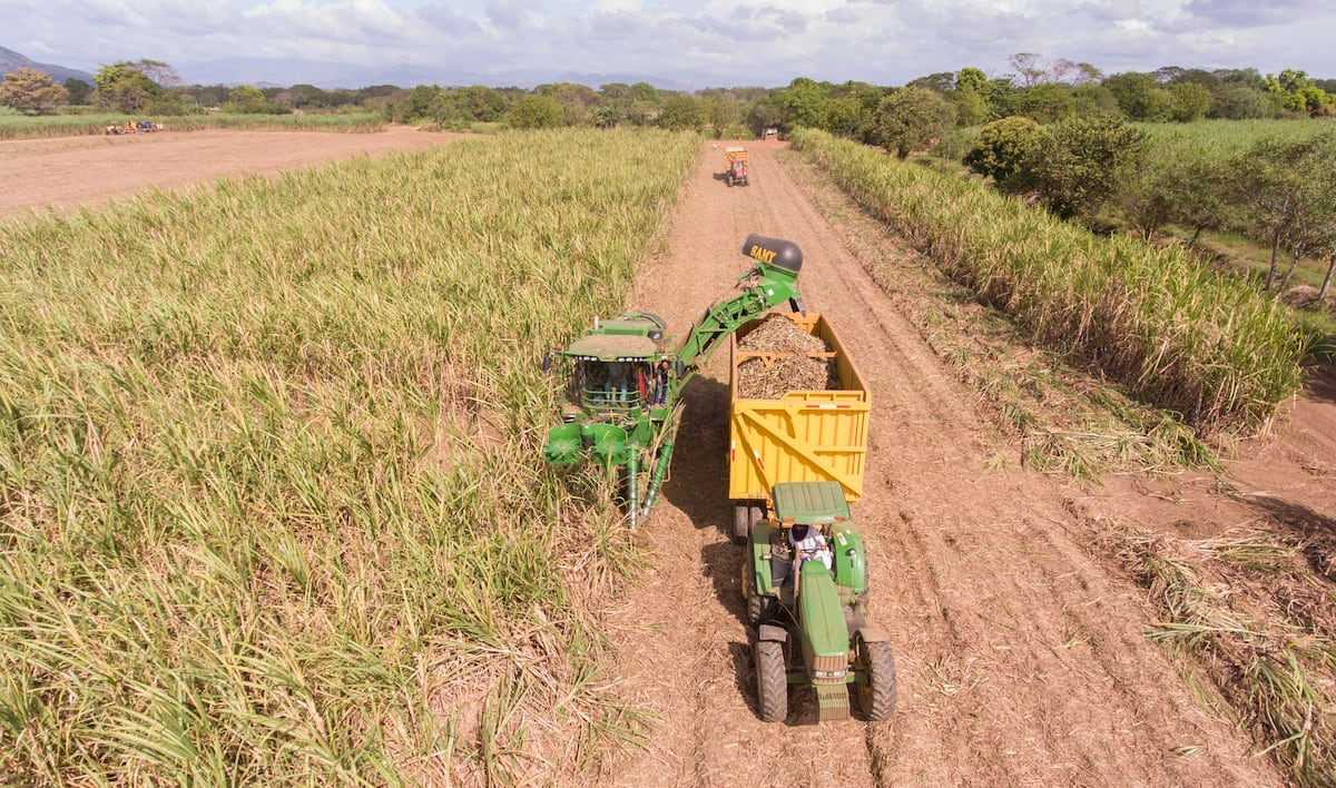 Mi Agro: 2020 fue un buen año para la caña de azúcar