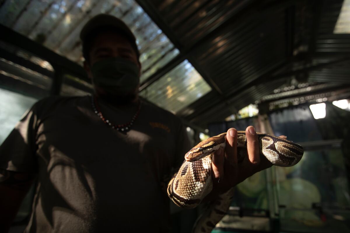 ‘Las serpientes tienen clítoris’, revela pionero estudio científico
