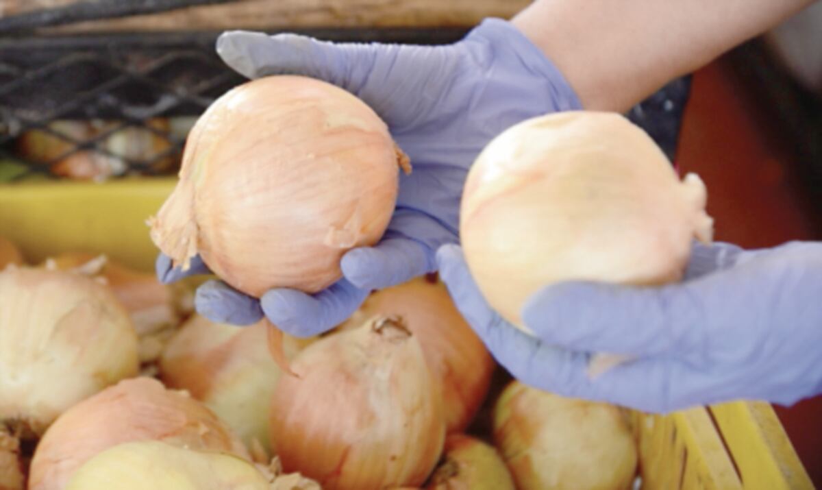 Para que no haya desabasto, MIDA importa 9 mil quintales de cebolla