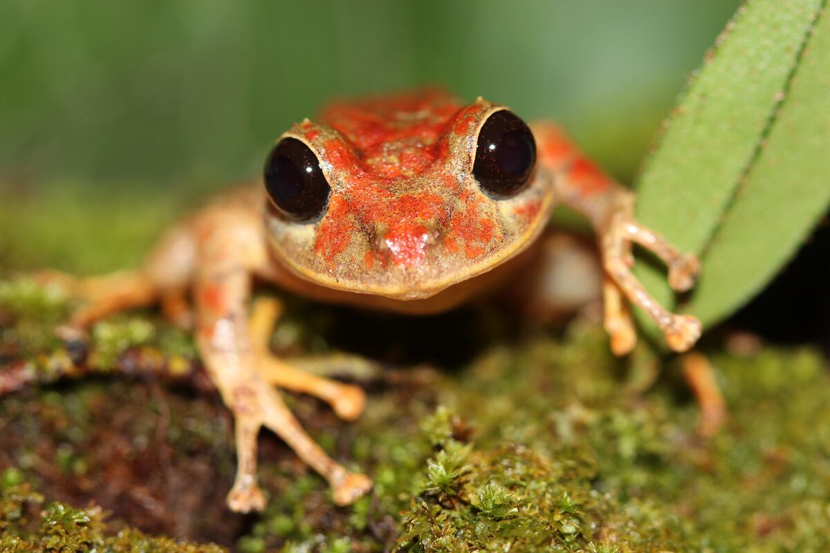 Nueva especie de rana en Panamá se llama ‘Pristimantis gretathunbergae sp. nov.’