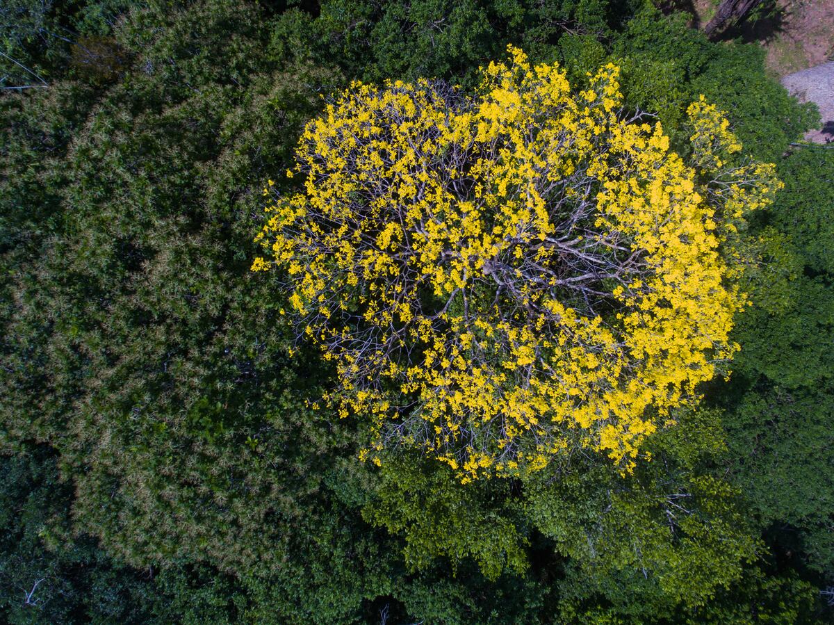 Panamá en alerta por fuertes lluvias: Mi Ambiente cierra áreas protegidas para proteger a visitantes
