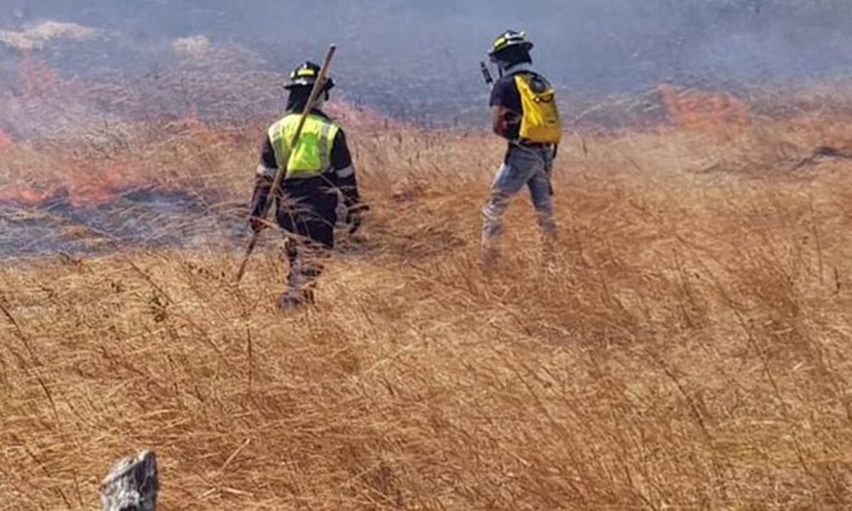Abejas asesinas vuelven a atacar. Ya mataron a un hombre en Chiriquí
