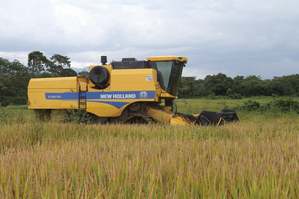 MIDA reporta un crecimiento de 11 mil hectáreas en la siembra de arroz para este ciclo agrícola
