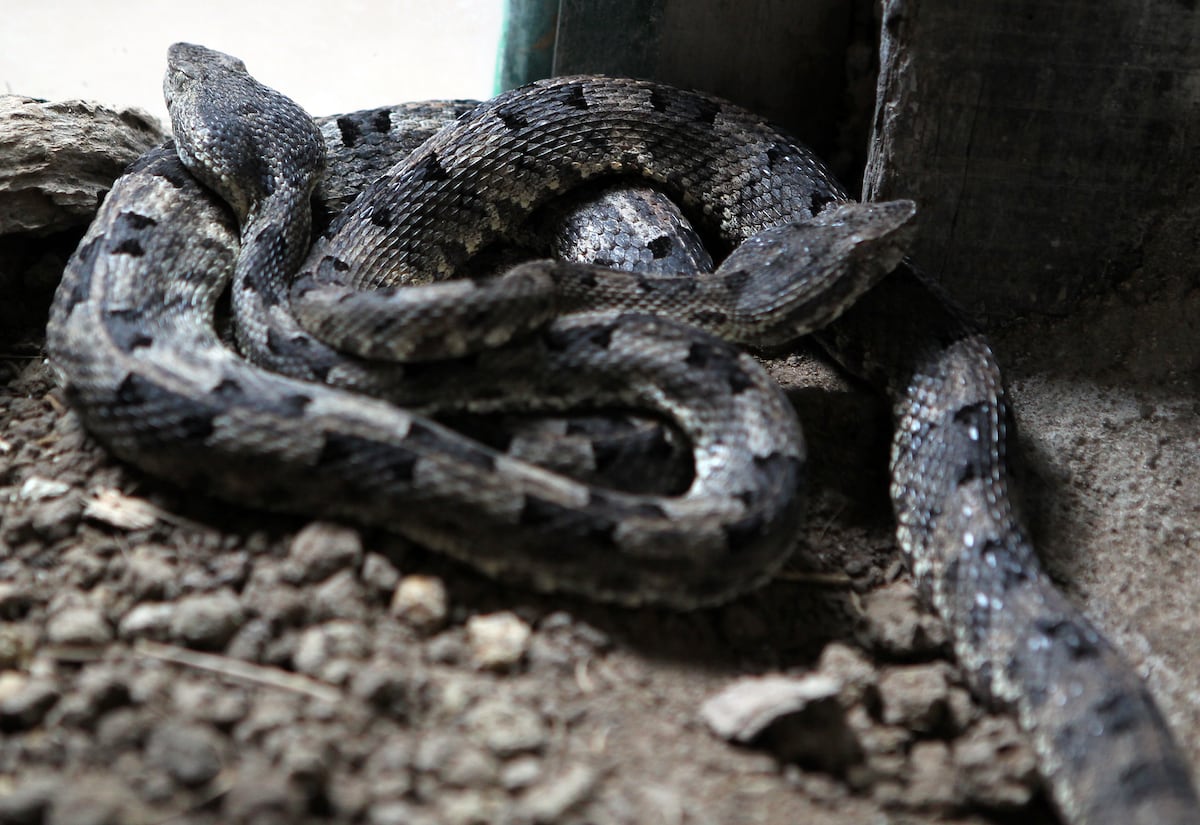 ‘Las serpientes tienen clítoris’, revela pionero estudio científico