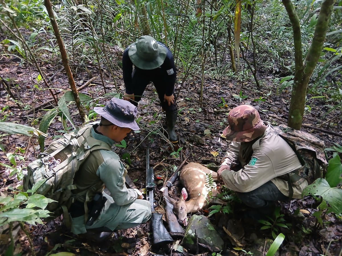 Cazan ilegalmente en bosque protegido: los atrapan con escopetas y un venado muerto