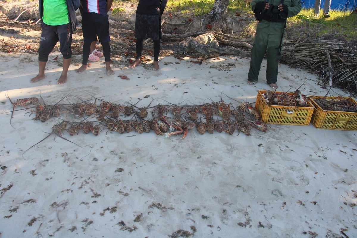 Retienen embarcación por pesca ilegal de langostas en Isla Escudo