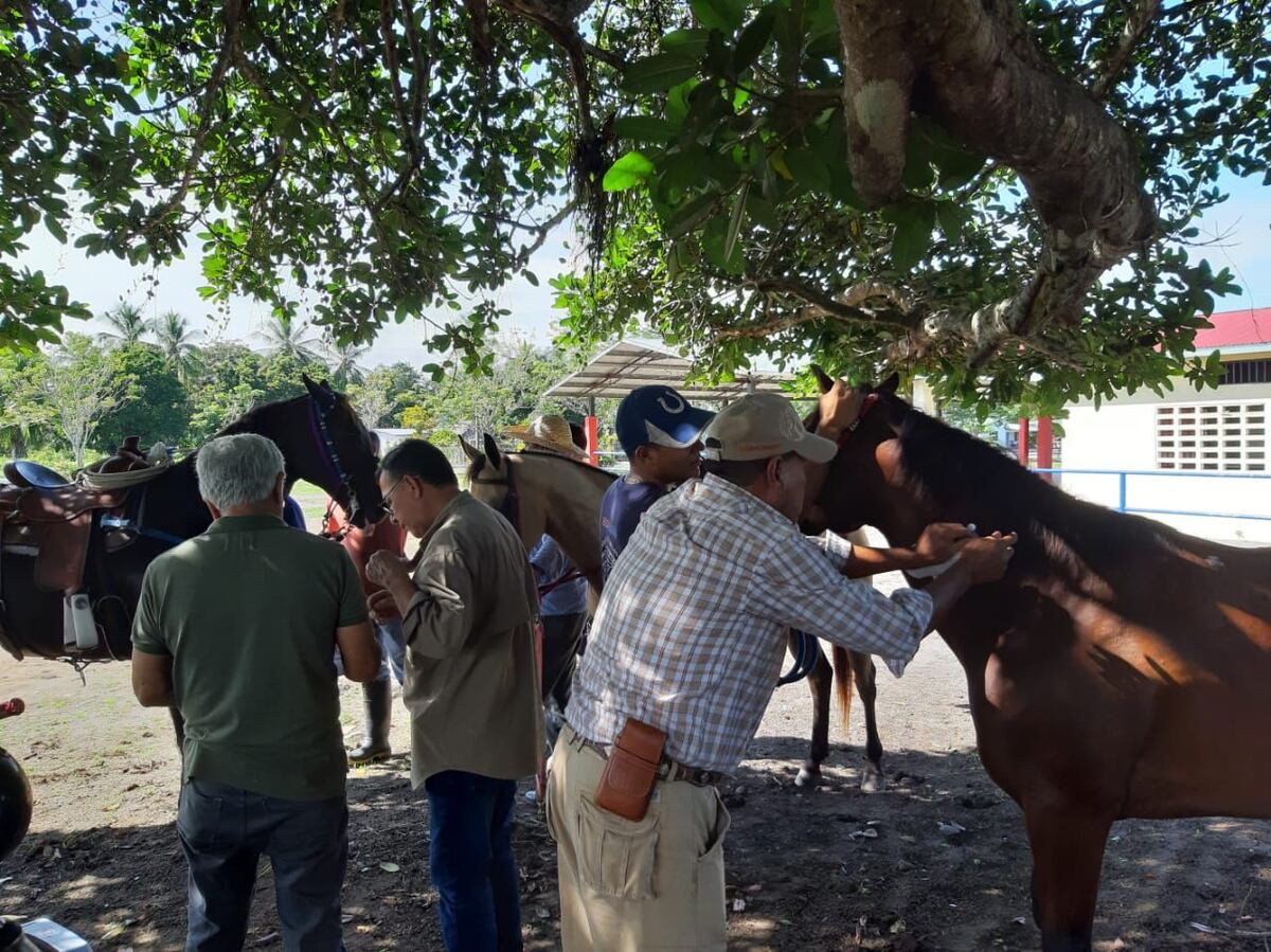 Más vacunas para prevenir la Encefalitis Equina en zonas consideradas de mayor riesgo