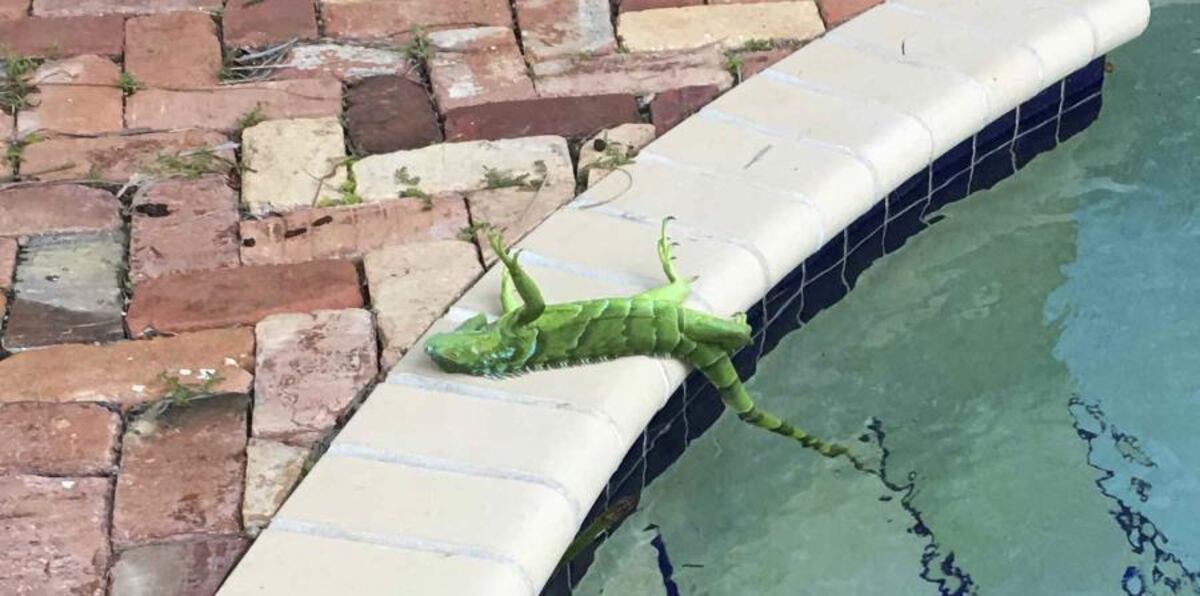 ¡OMG! Llueven iguanas congeladas en Florida | VIDEOS