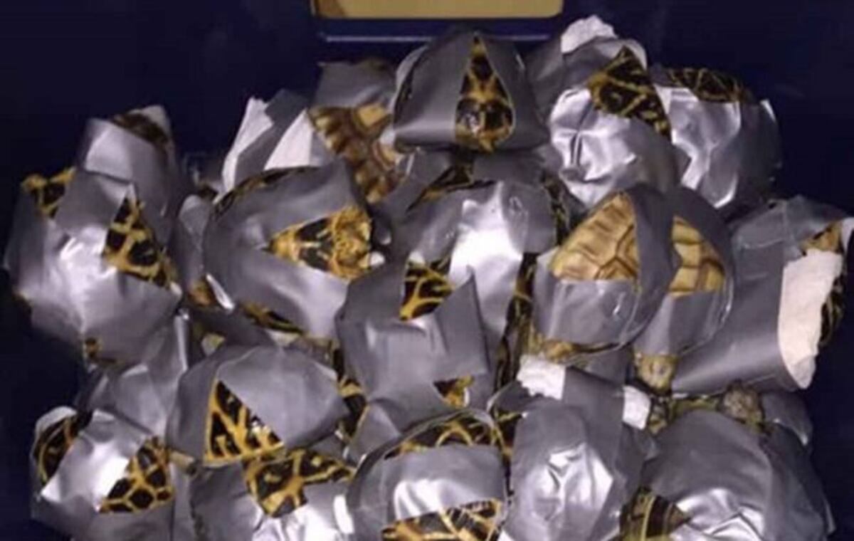 Encuentran mil 529 tortugas exóticas amarradas con cinta. Conoce dónde fue