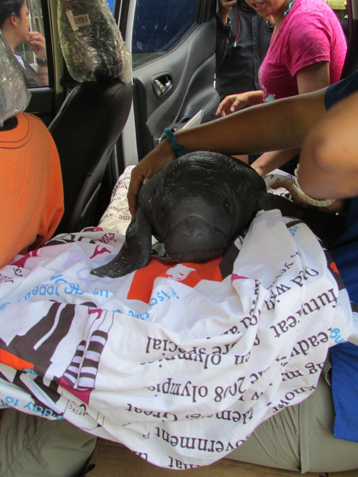 Manatí panameña rescatada estaba con cuadros de desnutrición. Esto es lo que harán con ella