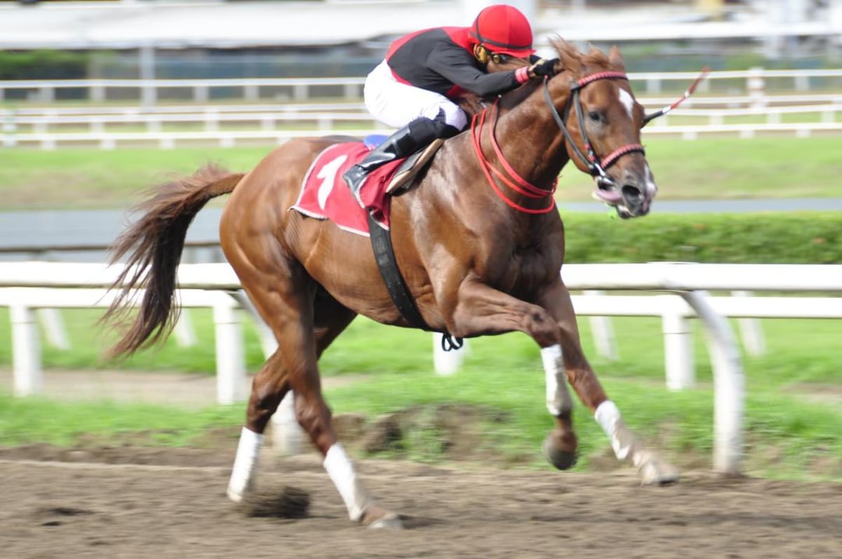 ‘Takao’ arrasa con marca de 60 años en el Hipódromo Remón