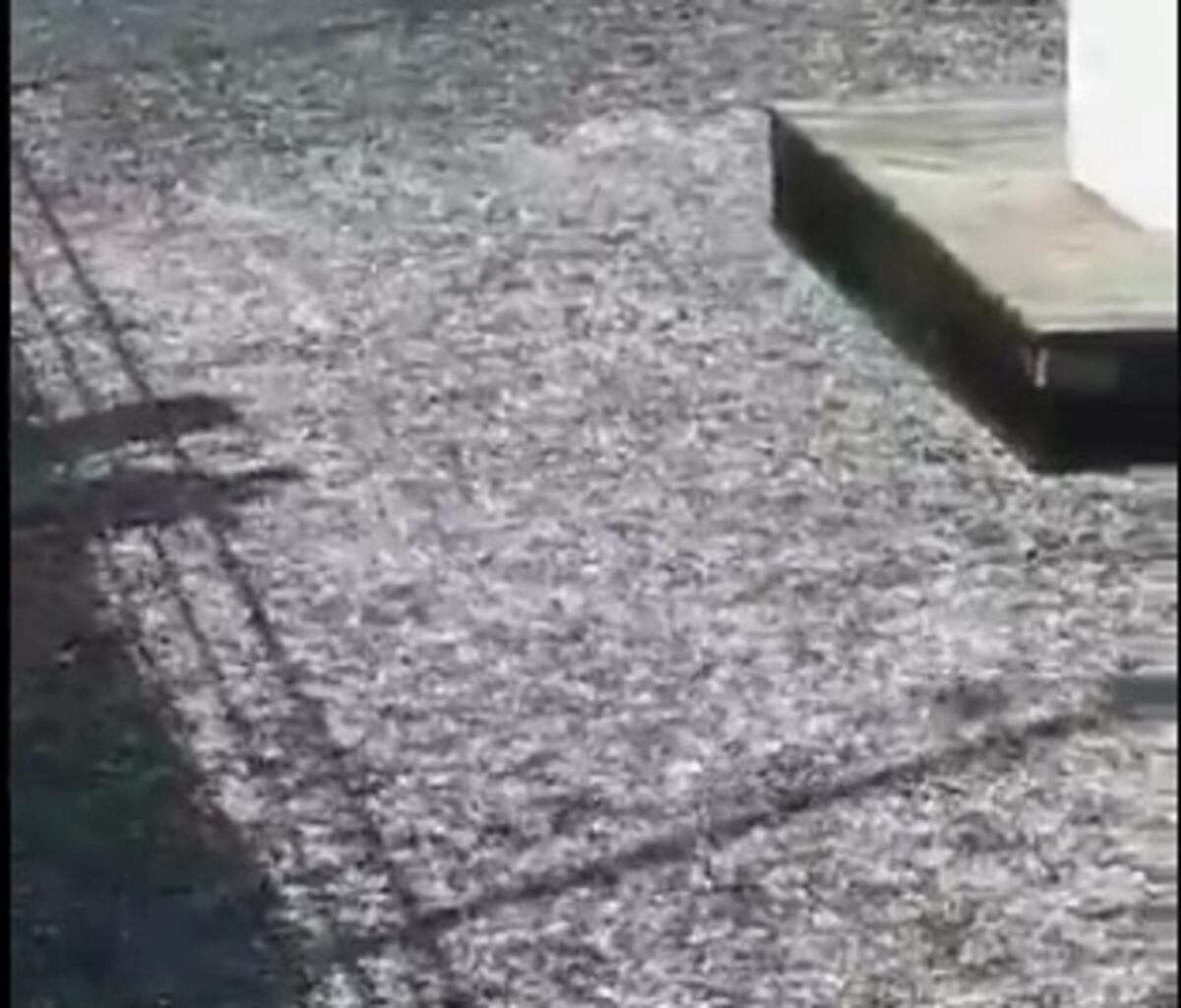 Afloramiento de algas puede estar afectando a los peces en Amador