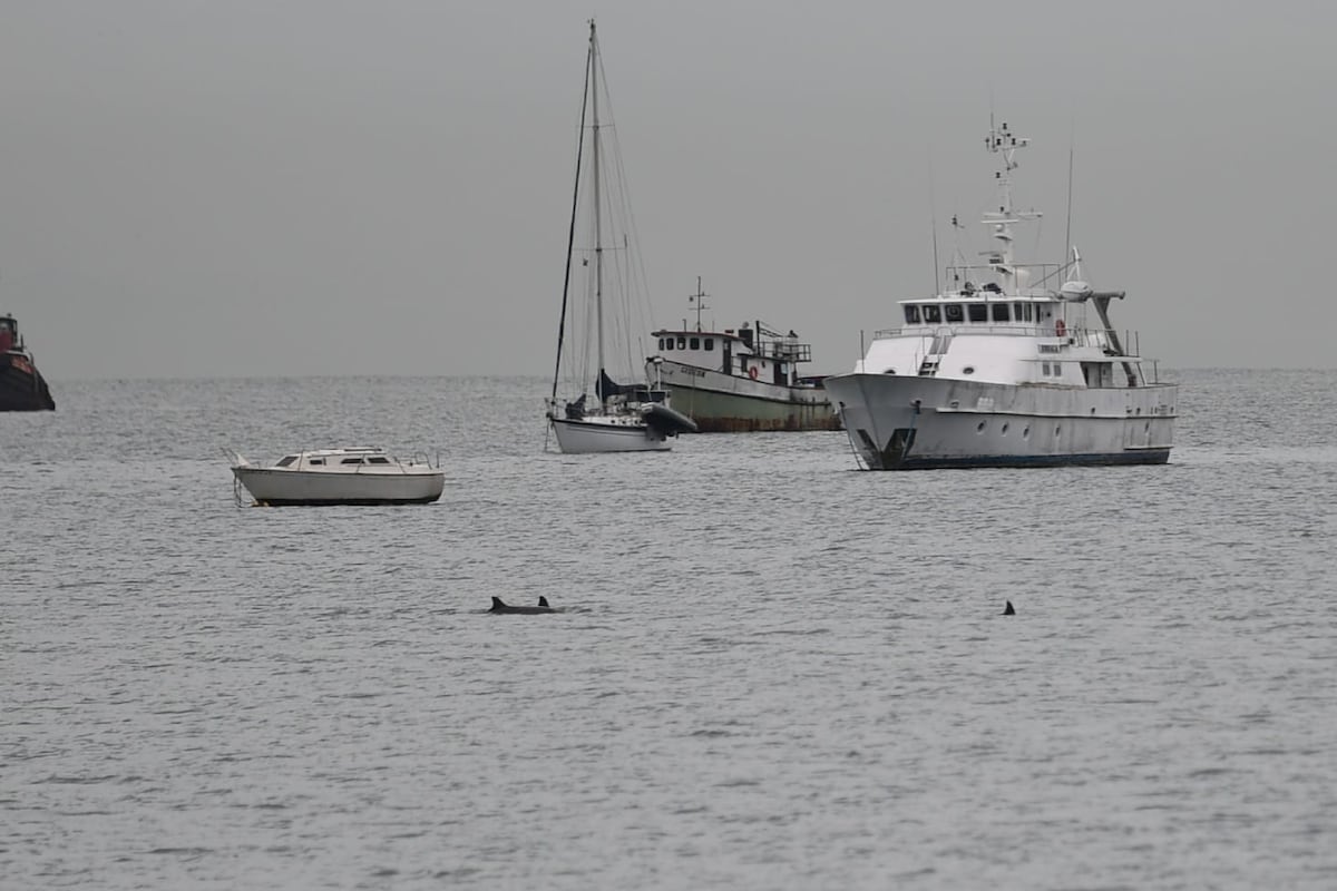 Familia de delfines causan revuelo en  la Calzada de Amador