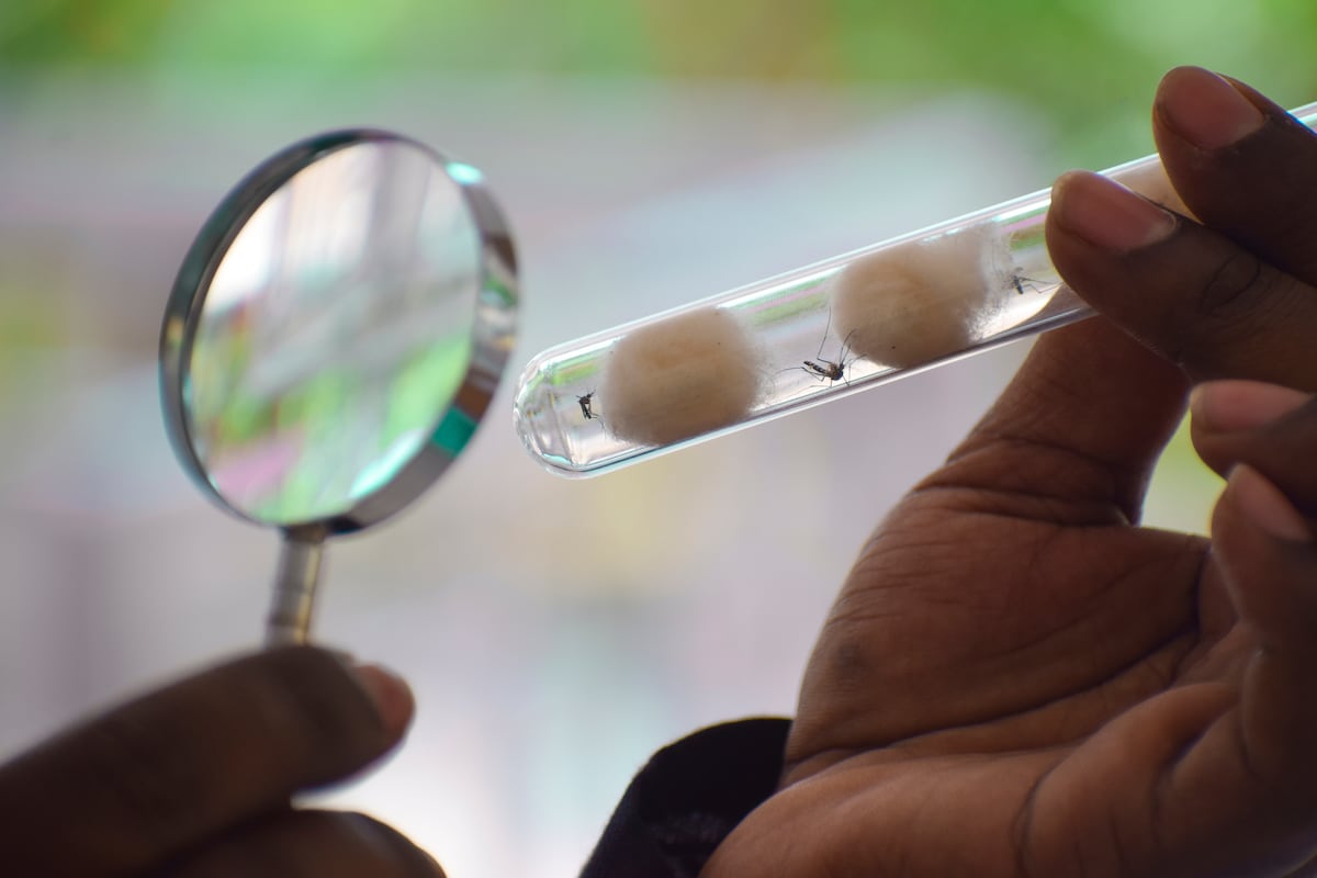 El mosquito no perdona: dos niñas fallecen por malaria mientras avanza la epidemia silenciosa