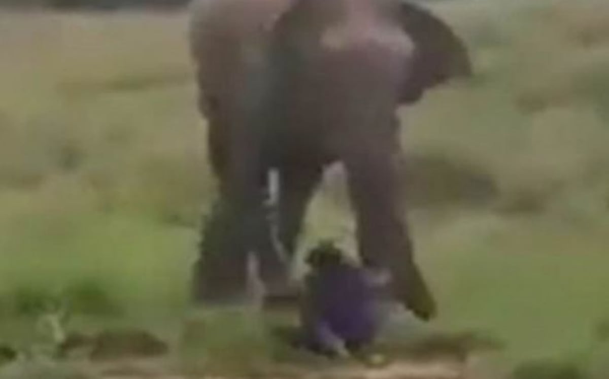 Video sensible. Hombre intenta hipnotizar a elefante y muere aplastado