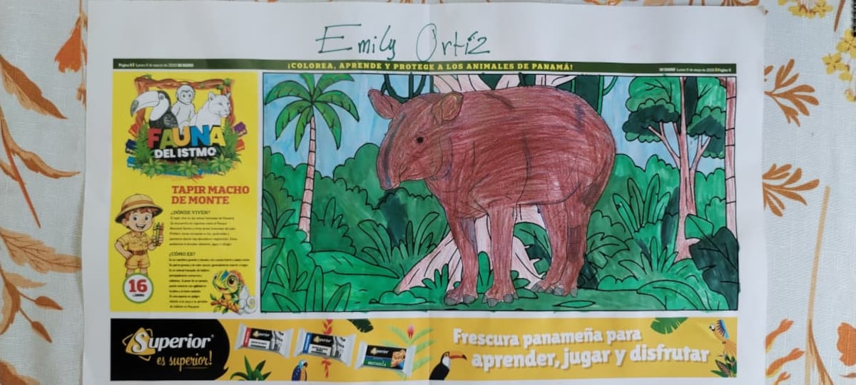 Pequeños artistas llenaron de color la naturaleza de Panamá: conoce a los ganadores del Concurso Fauna del Istmo