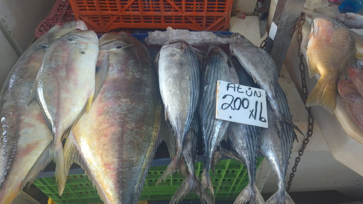 ‘Los precios están por Júpiter’: reacciones ante el alza de mariscos previo a Semana Santa